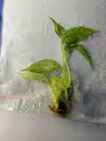 Monstera Tetrasperma ‘Mint Variegated’ Tissue Culture – B Grade