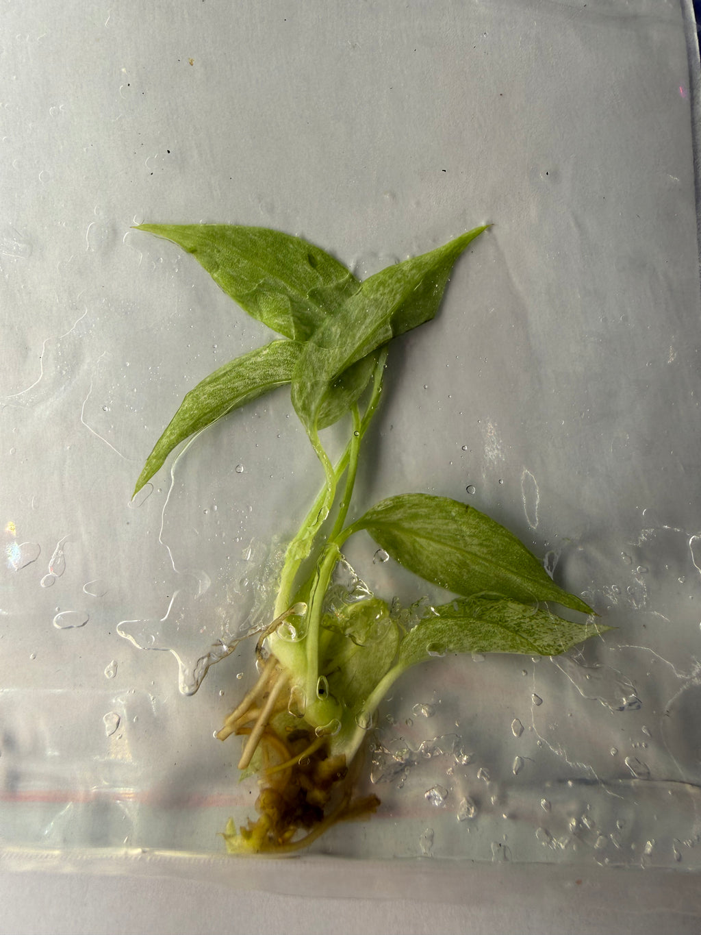 Monstera Tetrasperma ‘Mint Variegated’ Tissue Culture – B Grade